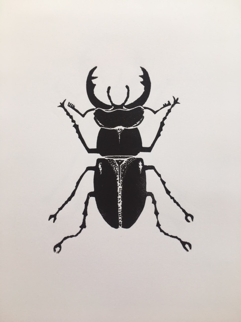 MS beetle